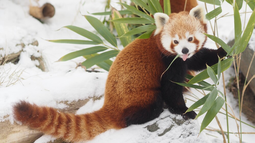 Nepalesische Rote Pandas in der Hochgebirgslandschaft Himalaya  © Zoo Leipzig