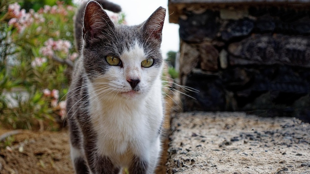 Millionen Straßenkatzen leben in Deutschland im Verborgenen. Auf sich allein gestellt hungern und frieren sie, sind oft krank und verletzt. Symbolfoto: Pixabay