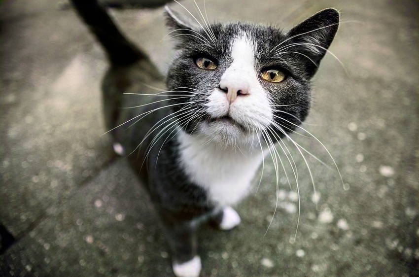 Strsaßnkatze Foto: mo7amad auf Pixabay