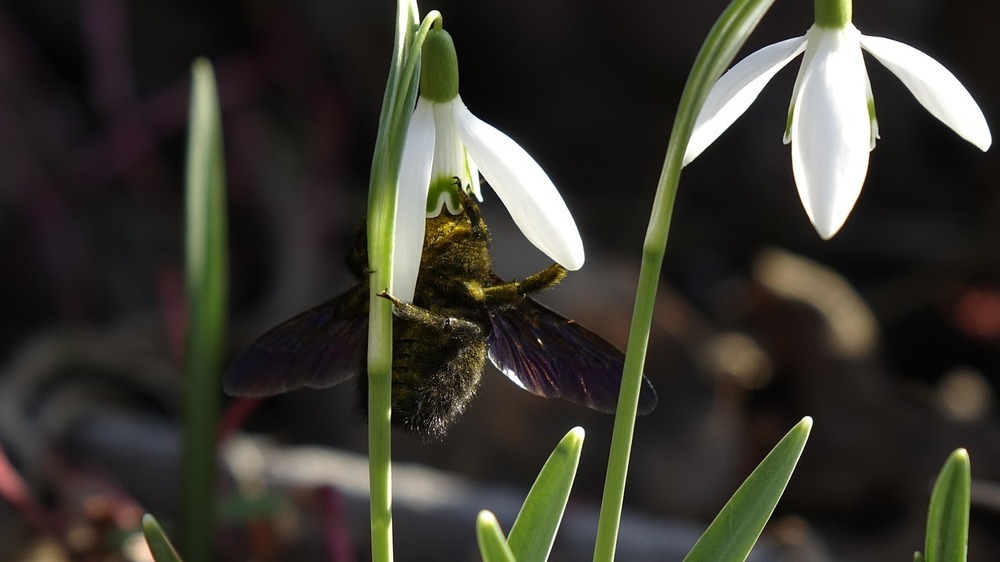 Brummende Holzbienen und zarte Zitronenfalter - NABU-Naturerlebnistipps fürs Wochenende. Foto: Gernot auf Pixabay