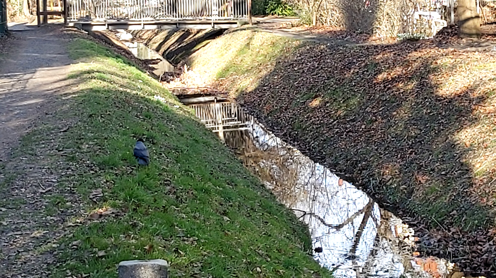Aufwertung des Landgrabens,,dabei entsteht ein wichtiger Lebensraum für Fische, Insekten und andere Wasserorganismen. Foto_ MeiDresden.de