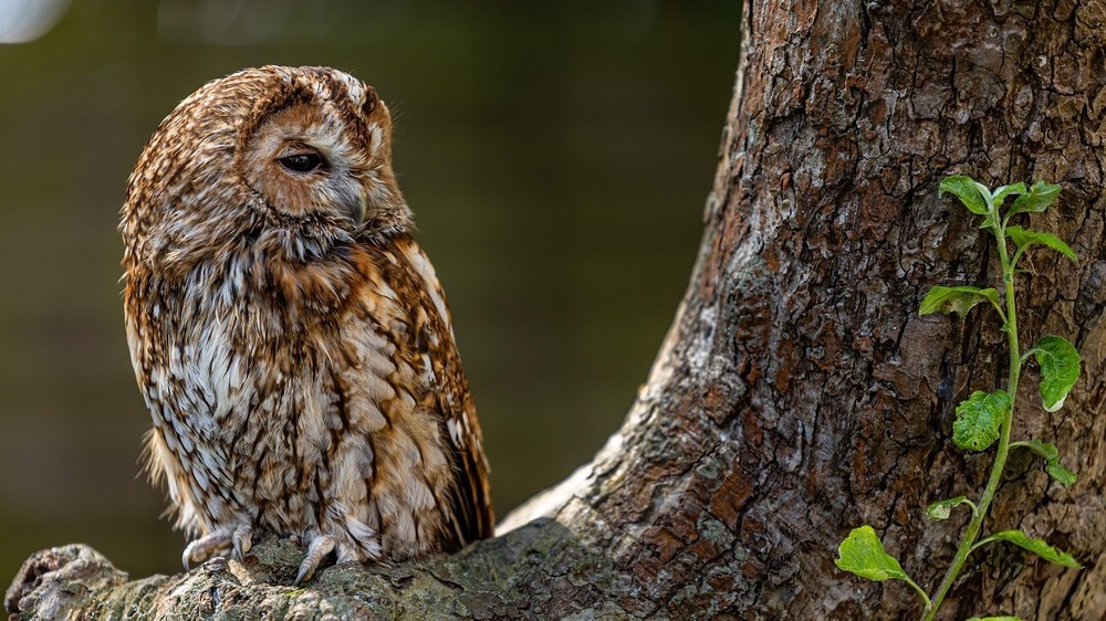 Waldkauz Foto: Jon Pauling auf Pixabay