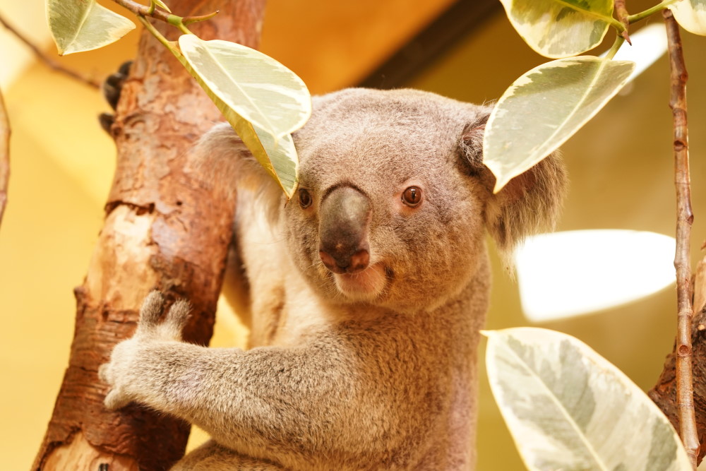 Foto: © Zoo Dresden