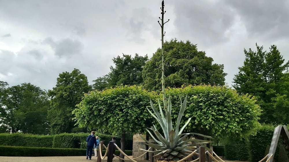 Die etwa 35 Jahre alte Agave im Park von Schloss Wackerbarth erblüht demnächst, sie trägt schon zahlreiche Knospen. Foto: MeiDresden.de