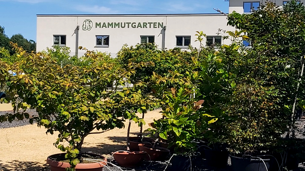 Der Mammutgarten in Prietitz lädt Freunde seltener Pflanzen und Gehölze ein. Foto: MeiDresden.de