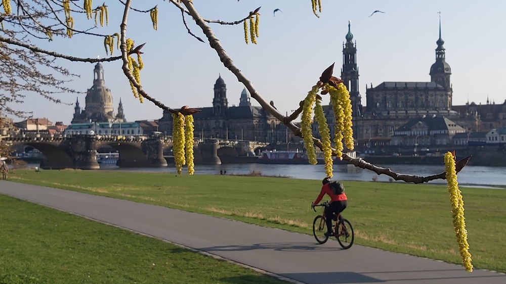 Pünktlich zum Frühlingsanfang wird es auch weider freundlicher, auch die Natur blüht immer mehr auf. Foto: MeiDresden.de